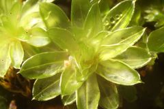 Rosulabryum subtomentosum