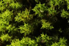 Selaginella gracillima