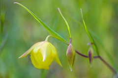 Calochortus pulchellus
