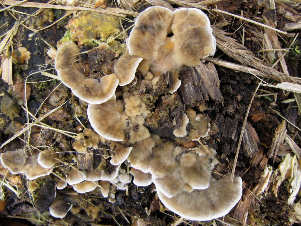 Bjerkandera adusta or smoky polypore dry grain mycelium seeds 10 g or 30 g