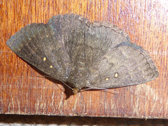 Calesia xanthognatha