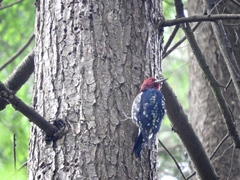 Sphyrapicus ruber ruber