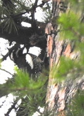 Sphyrapicus thyroideus thyroideus