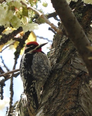 Sphyrapicus varius × nuchalis