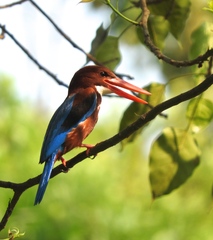 Halcyon smyrnensis perpulchra