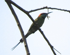 Merops orientalis ferrugeiceps