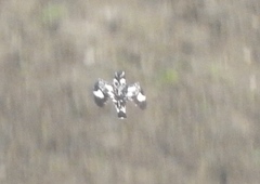 Ceryle rudis leucomelanurus