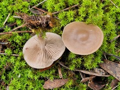 Clitocybe paraditopa