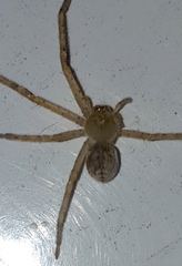 Curicaberis culiacan