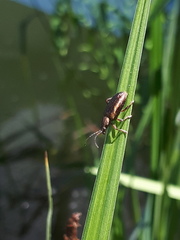 Plateumaris consimilis