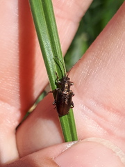 Plateumaris consimilis