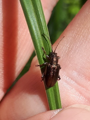 Plateumaris consimilis