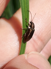 Plateumaris consimilis