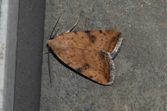 Micrathetis triplex