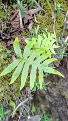 Selliguea echinospora