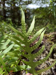 Selliguea echinospora