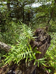 Selliguea echinospora