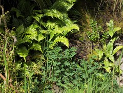 Blechnum durum