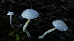 Cortinarius cycneus