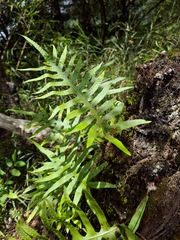 Selliguea echinospora