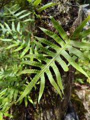Selliguea echinospora