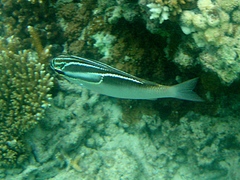 Scolopsis trilineata