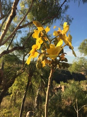 Cochlospermum