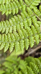 Dryopteris peranema