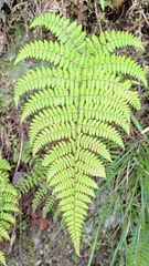 Dryopteris peranema