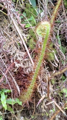 Dryopteris peranema