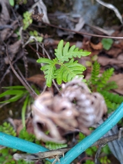 Aleuritopteris argentea