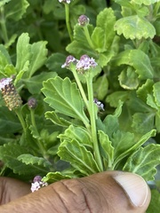 Phyla nodiflora