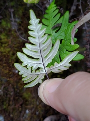 Aleuritopteris argentea