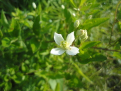 Clematis terniflora mandshurica