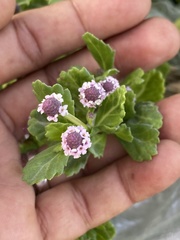 Phyla nodiflora