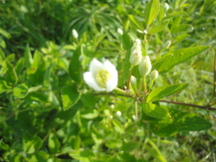 Clematis terniflora mandshurica