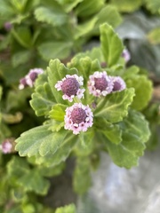 Phyla nodiflora