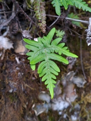 Aleuritopteris argentea