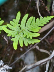 Aleuritopteris argentea