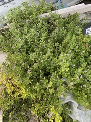 Phyla nodiflora