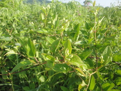 Clematis terniflora mandshurica