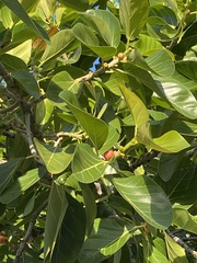 Ficus benghalensis