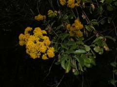 Senecio pleistocephalus