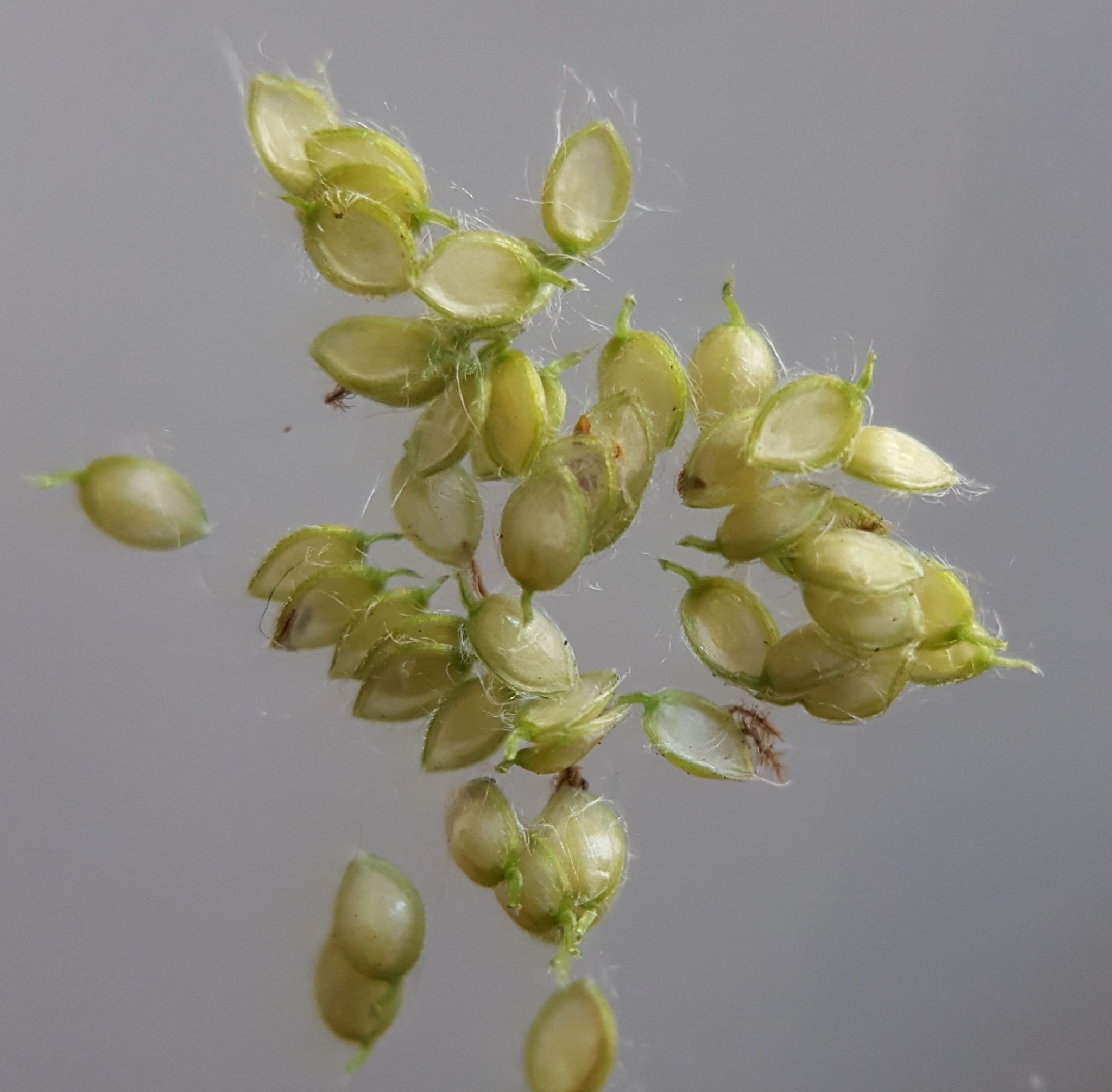 (c) François Rousseu, certains droits réservés (CC BY-NC) https://www.inaturalist.org/observations/83231873