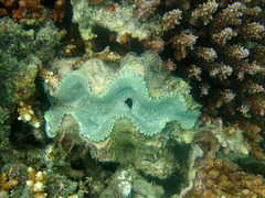 Tridacna squamosa