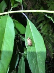 Anomala inconcinna