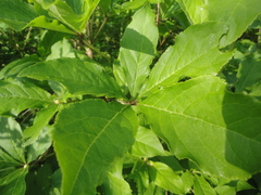 Eleutherococcus sessiliflorus