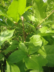 Eleutherococcus sessiliflorus