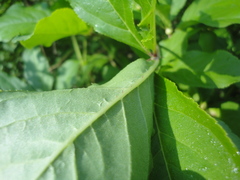 Eleutherococcus sessiliflorus