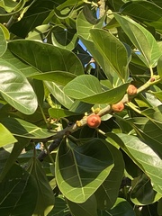 Ficus benghalensis